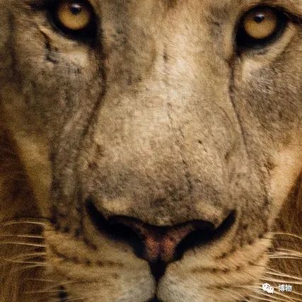 能拍彩色照片的大熊猫,大熊猫为啥不能拥有一张彩色照片