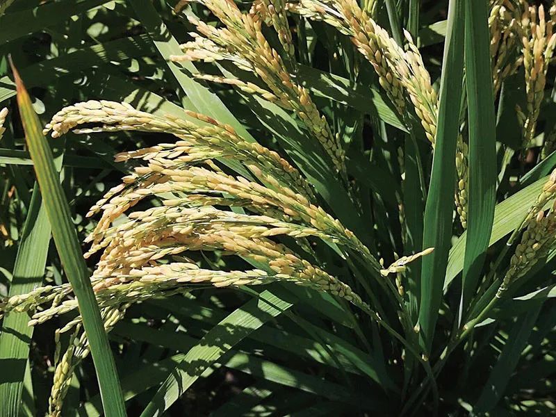 爱上内蒙古味,爱上内蒙古味道