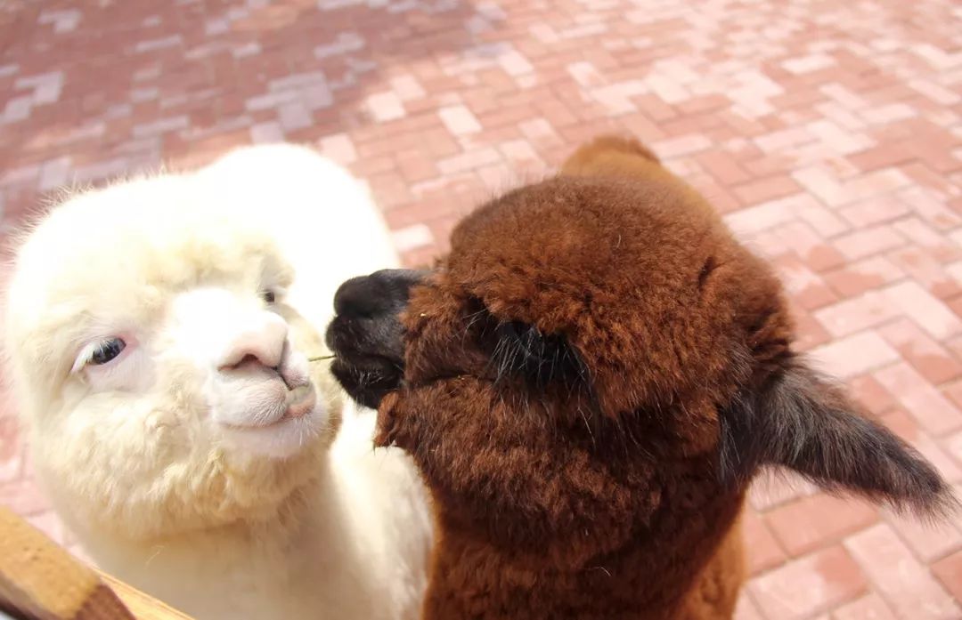 大朋友小朋友,六一去哪嗨?宜昌14家景区特惠福利来袭!