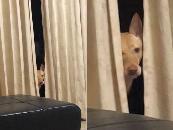 以前最爱吃它醋！　汪亲眼见“鼠宝骨灰”皱眉难过