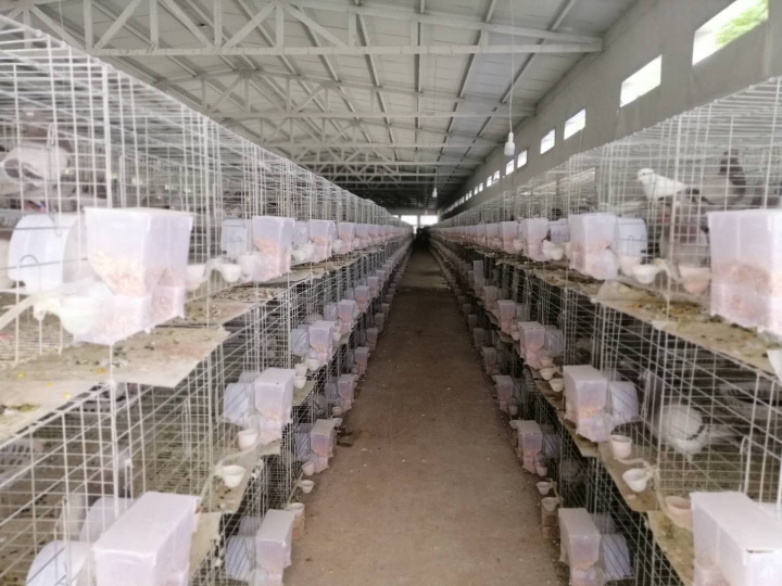 小小鸽子蛋带贫大前景