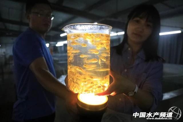 全规格都在跌!丰产≠丰收,养得越多赔得越惨!饲料厂、流通商,谁能挽救大黄鱼?