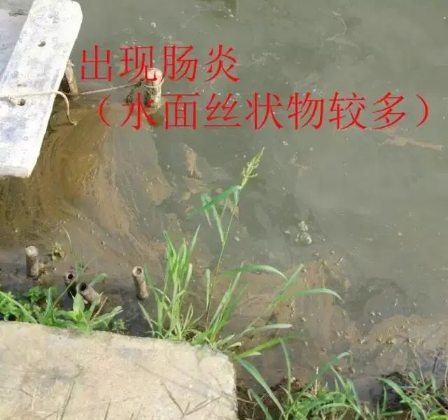 高温天气,南美白对虾“肠炎、拖便”频发,如何才能安稳度过肠炎高发期?