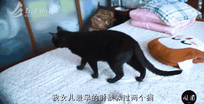 上海杀妻藏尸案凶手被执行死刑,上海杀妻藏尸案凶手为何执行死刑