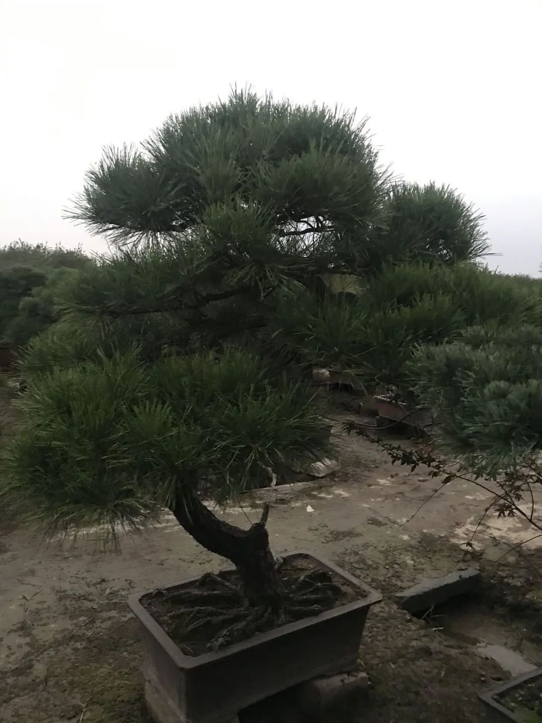 保亿湖风雅园合院杭州,探索杭州豪宅