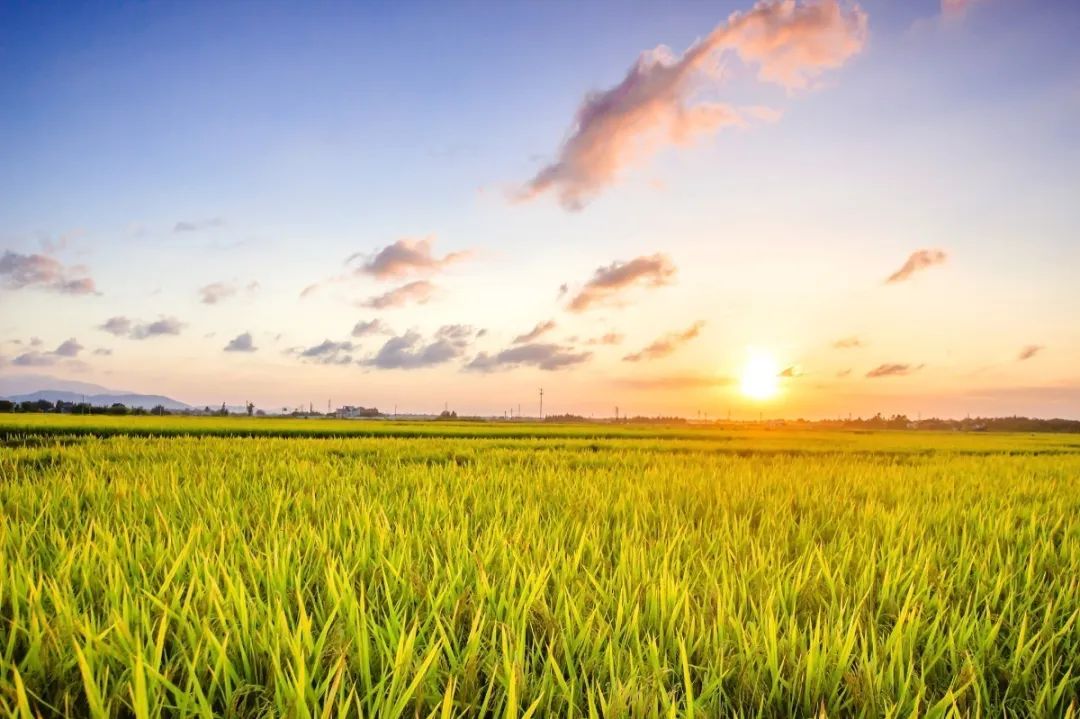今日芒种七律,今日芒种最新模板