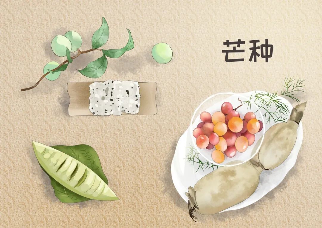 芒种收获幸福种下希望,芒种播下希望的种子