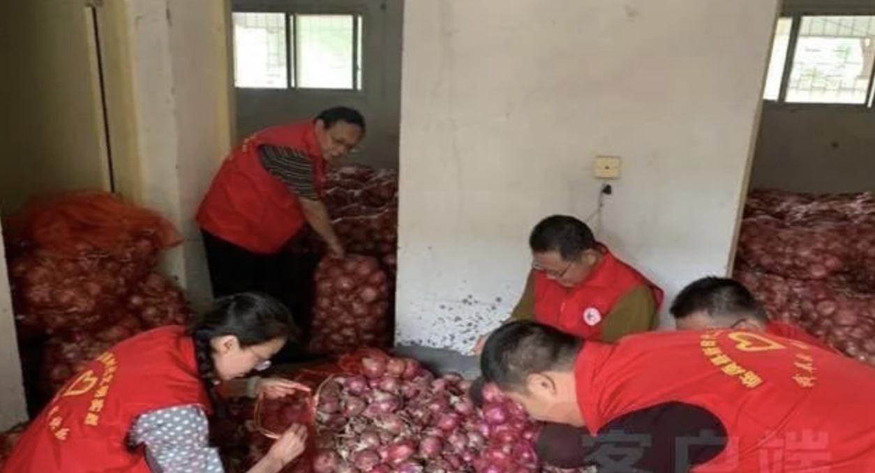 洋葱滞销买万斤赠市民,500吨洋葱滞销农民急盼销路