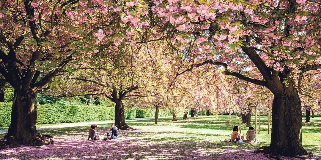 塞纳河畔旧书摊,塞纳河畔旧书摊的故事