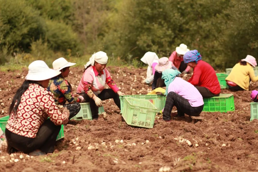 喉咙干痒咳嗽吃梨有效果吗,咳嗽有痰喉咙痒最快的方法润肺