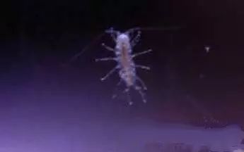 活石掉的粉末有害吗,活石里面虫子会寄生小鱼吗