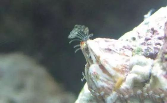 活石掉的粉末有害吗,活石里面虫子会寄生小鱼吗