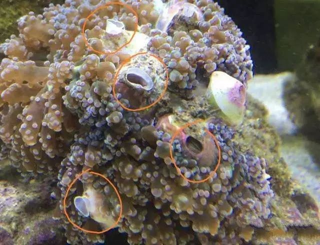 活石掉的粉末有害吗,活石里面虫子会寄生小鱼吗