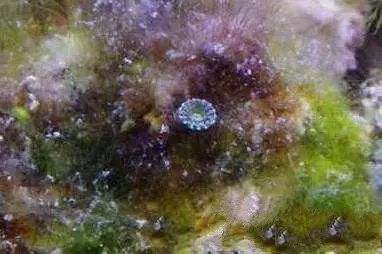 活石掉的粉末有害吗,活石里面虫子会寄生小鱼吗