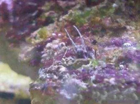 活石掉的粉末有害吗,活石里面虫子会寄生小鱼吗