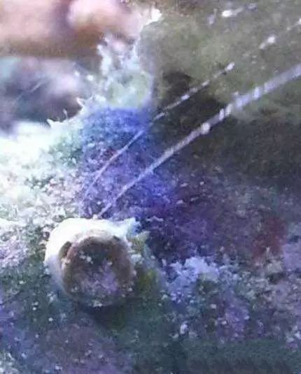 活石掉的粉末有害吗,活石里面虫子会寄生小鱼吗