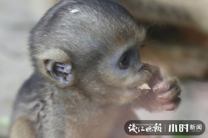 杭州野生动物世界猴子,小萌娃小国宝