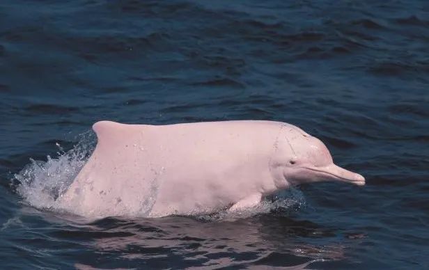 什么是广西科目一二三四,什么是广西步