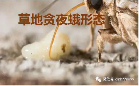 千卫®-S：专利技术，虫卵双杀，药效持久，连续使用无抗性，安全又环保