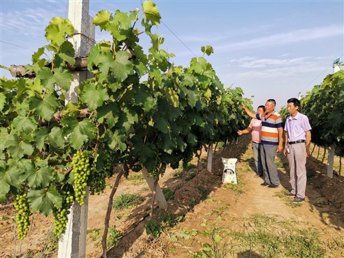 种植户愿为芭田好肥料代言,农民为自己农产品代言