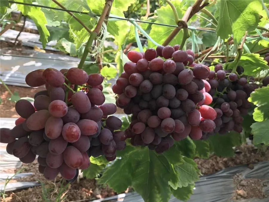 云南楚雄旅游特产必买,云南楚雄旅游必备物品清单