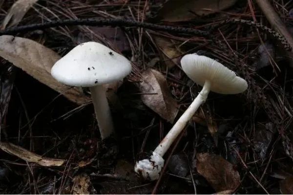 3年放倒2818人，致死53人！它好毒，它好毒，它好毒毒毒毒毒……