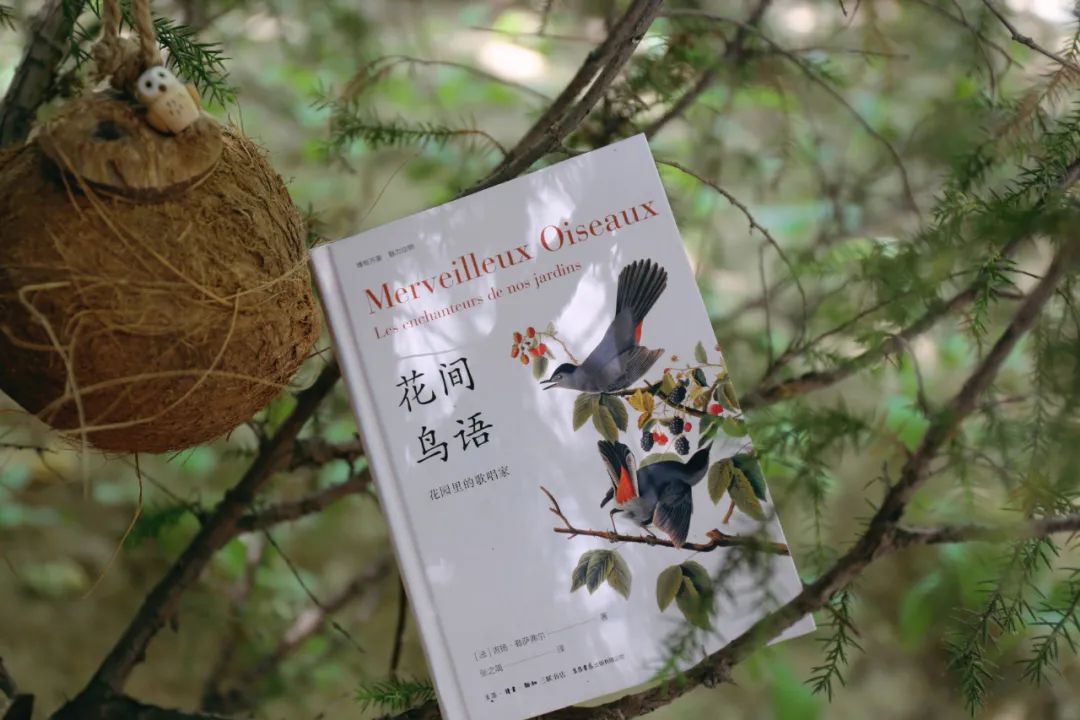 当嘲鸫飞过我的花园——《花间鸟语》的世界