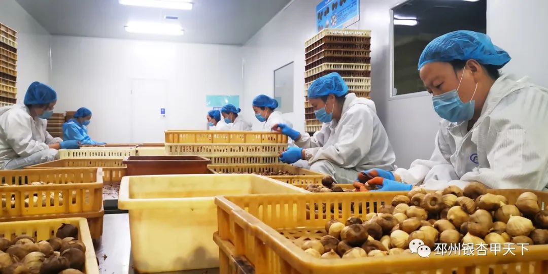 邳州大蒜今天价格,邳州大蒜获得欧盟地理标志保护