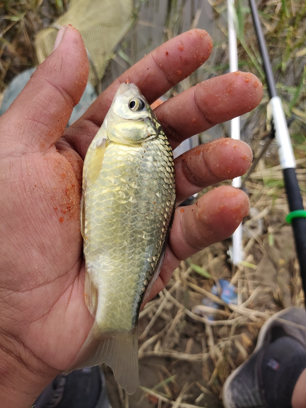 野钓水底有水草调漂最佳方法,野钓水底有枯水草