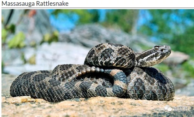 全球十大危险有毒动物,加拿大毒虫名单