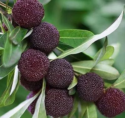 摘杨梅温馨提示,采摘杨梅摔伤警示