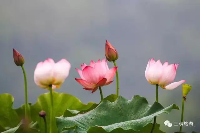在三明夏天去哪玩,三明荷花最佳观赏地