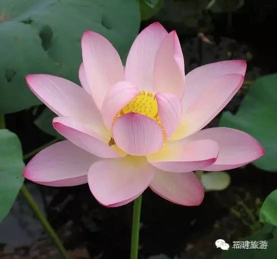 在三明夏天去哪玩,三明荷花最佳观赏地