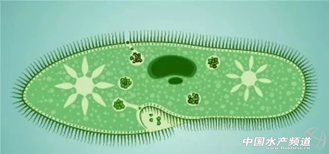对虾养殖中苦参可以杀纤毛虫吗,白对虾纤毛虫药处理后怎么操作