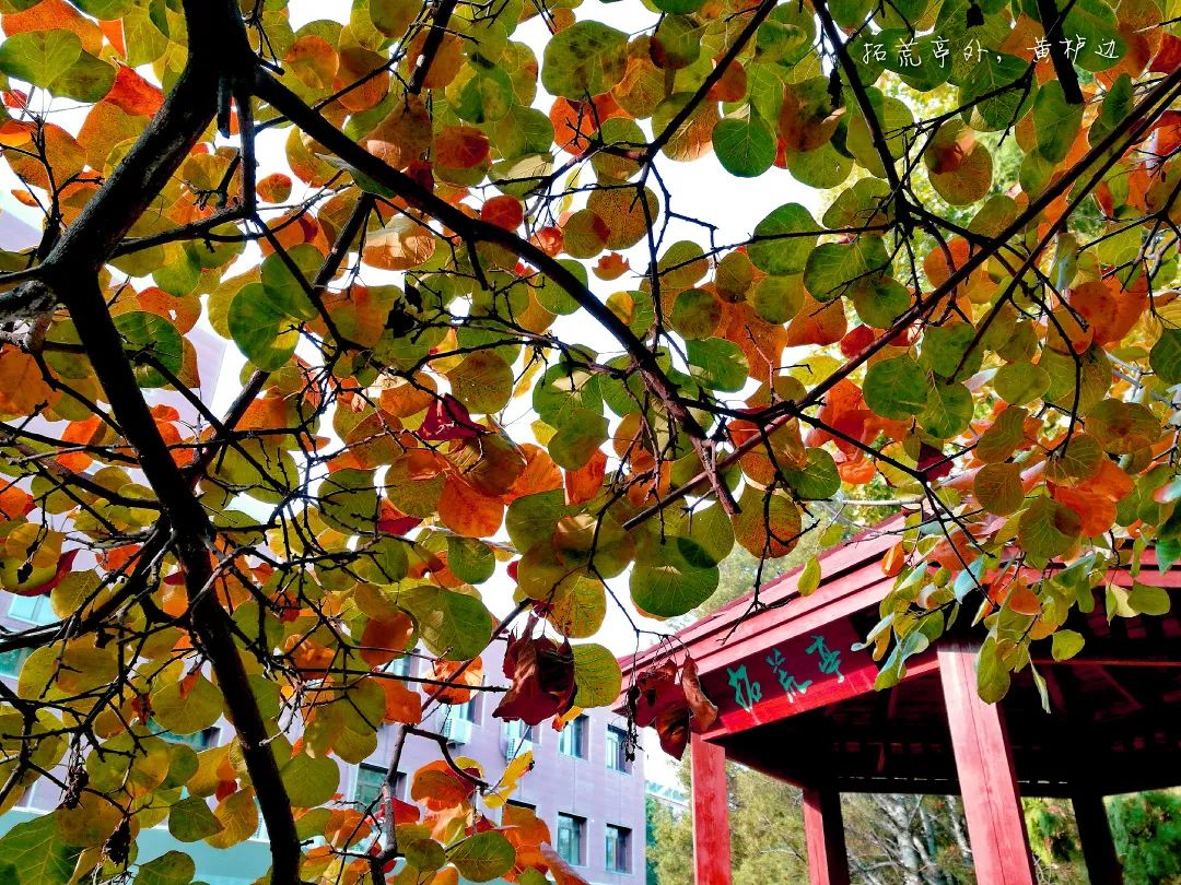 北京市第九中学,北京市第九中学高中部