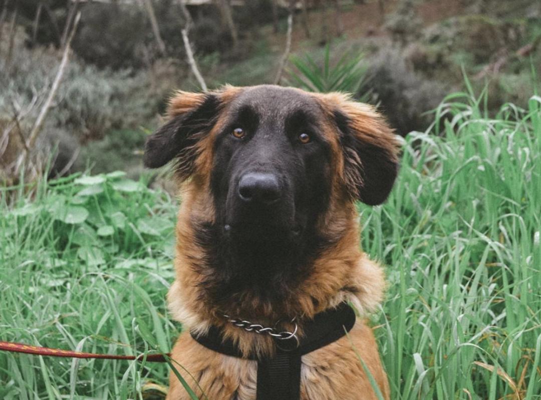 盘点二十种忠爱满世界的萌犬,可爱治愈系萌犬