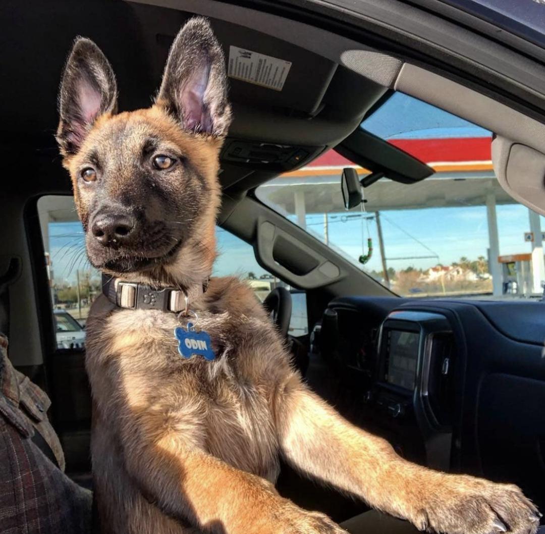 盘点二十种忠爱满世界的萌犬,可爱治愈系萌犬