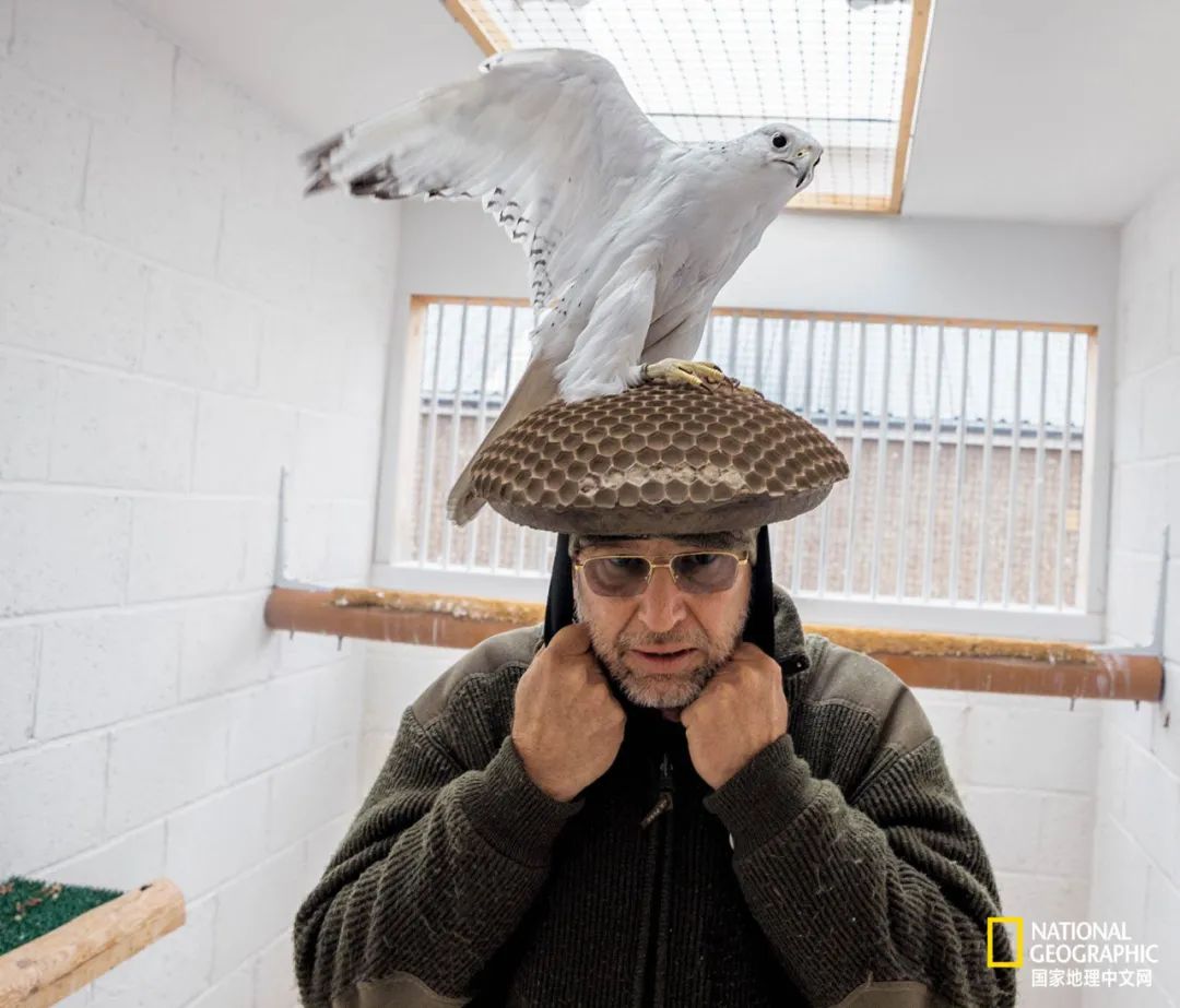 迪拜酋长养的动物,迪拜酋长养的土豪鸟