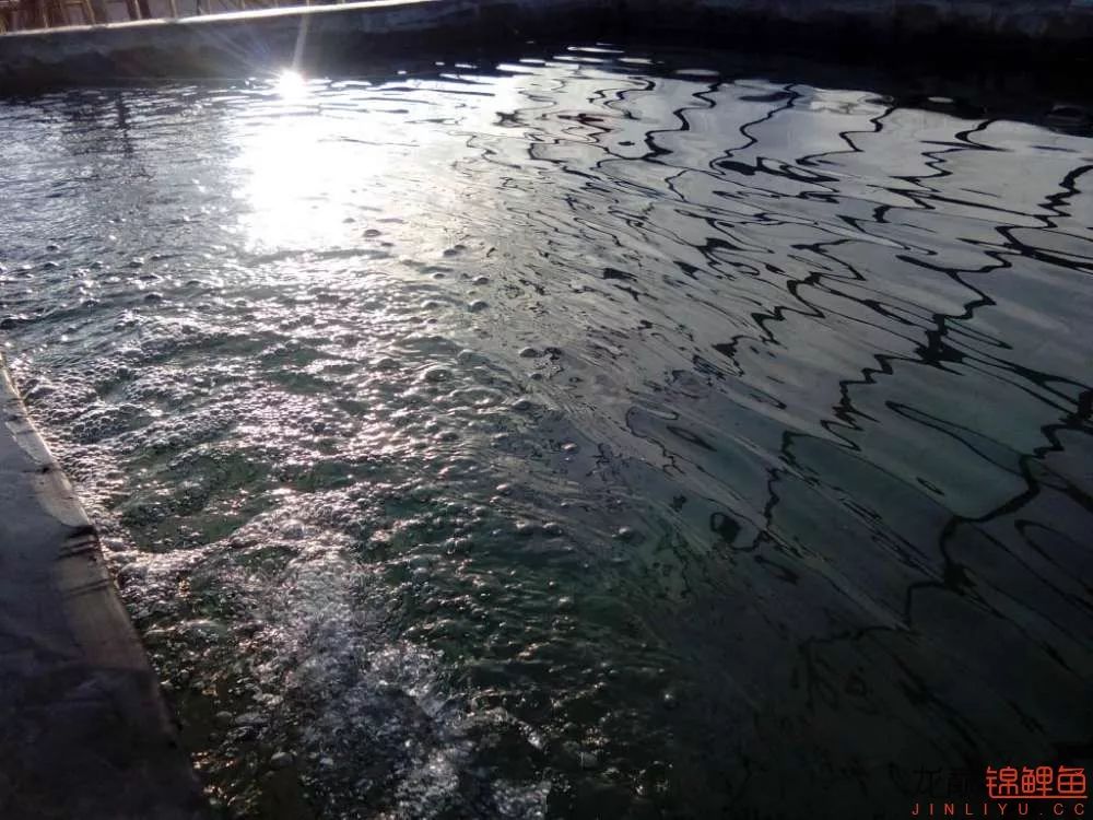 锦鲤池建造施工过程,楼顶怎么施工建锦鲤池