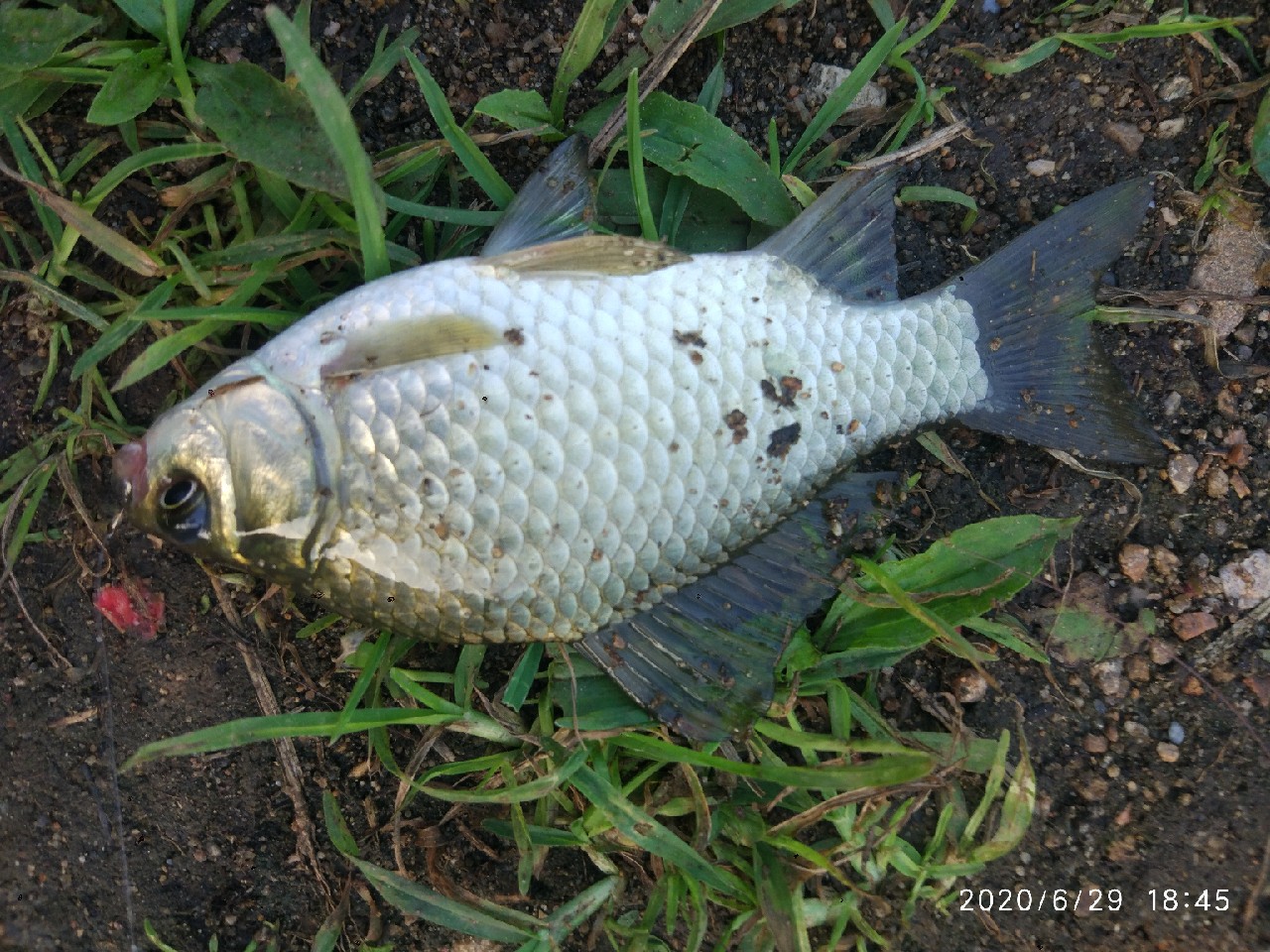 春季雨后初晴钓鱼钓深还是钓浅,雨后钓鱼情况