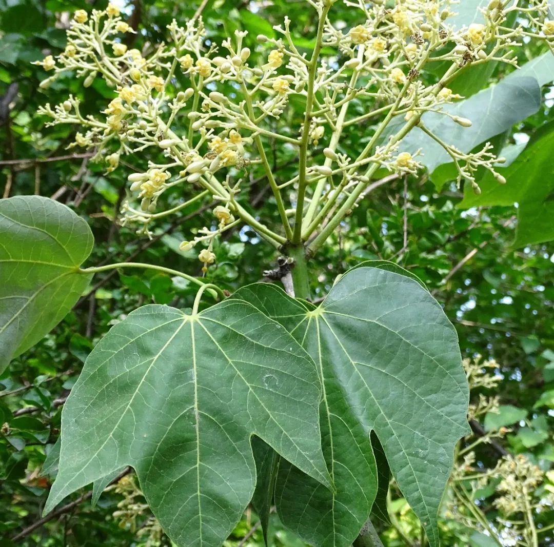 引凤梧桐是什么品种,引凤凰的梧桐树图片