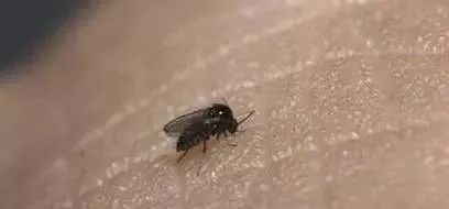 @海南人，看到这种黑色小虫躲远点…