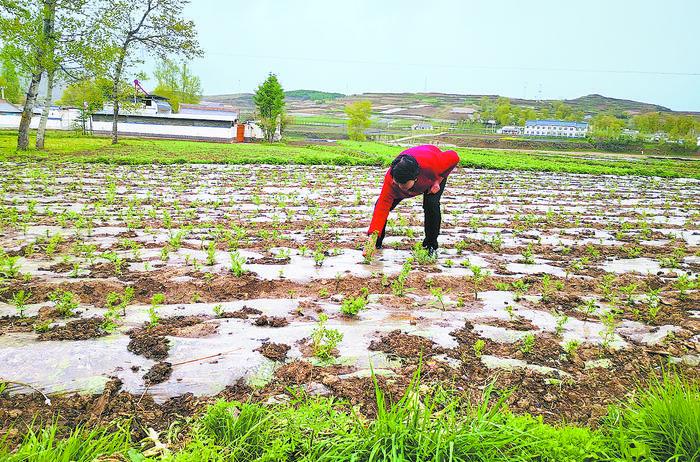 焕发乡风文明新活力乡镇,岷县新旧面貌变化