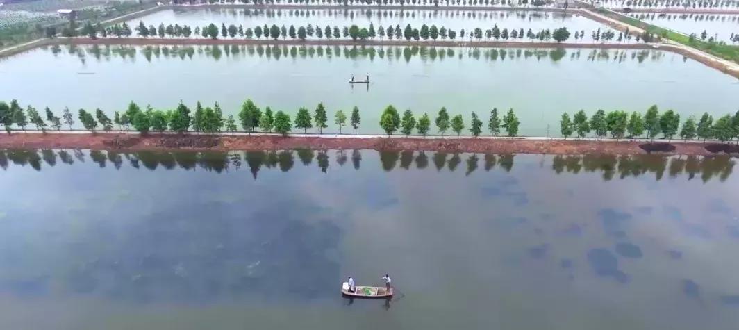 上海宝山：找准产业定位，寻求差异化发展，都市乡村振兴之路越走越宽