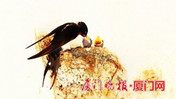 遇到受伤的鸟类该怎么办,碰见受伤的鸟怎么处理