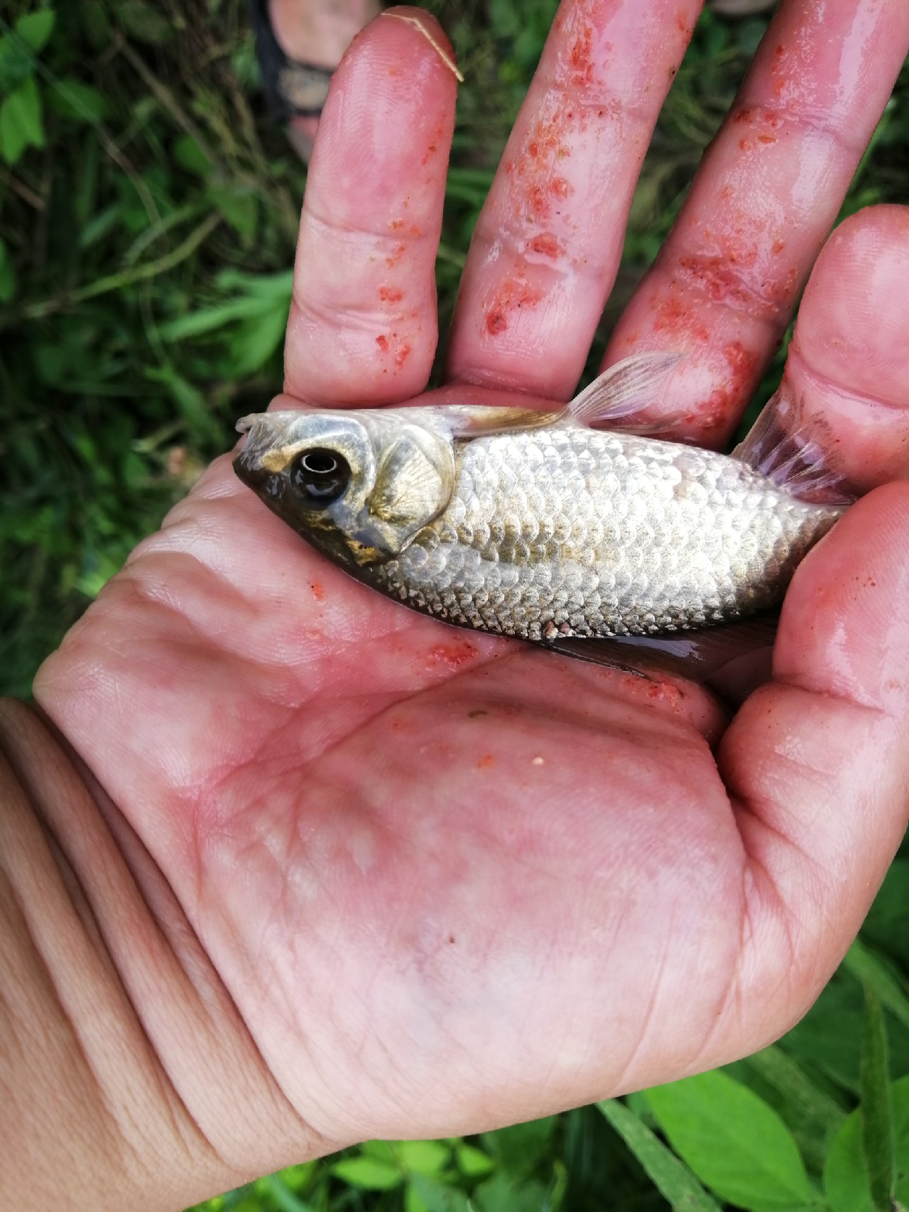 小鱼闹窝怎么赶走,小鱼小虾闹窝怎么办