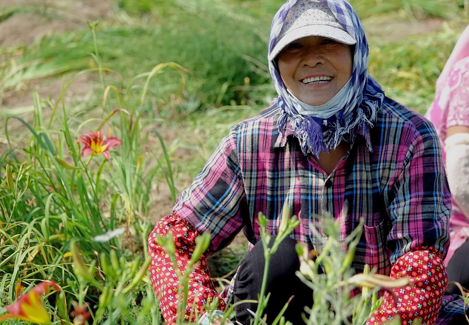 百花绽放风景秀丽,花田小镇风景区