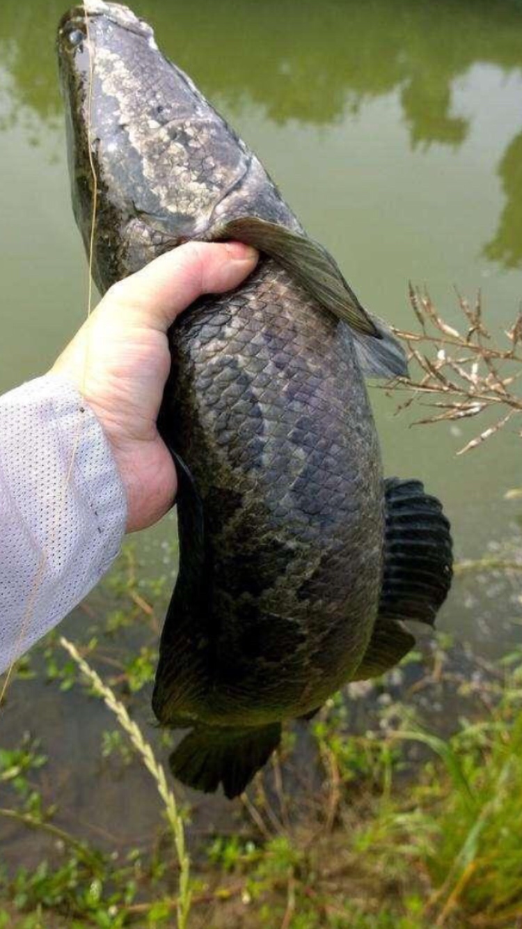 万能鱼饵蚯蚓怎么用最好,蚯蚓万能饵