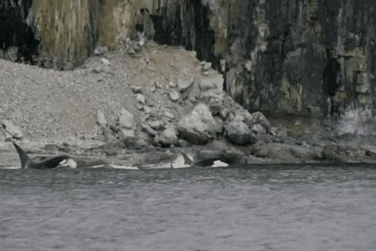 虎鲸炫耀食物,虎鲸饿到亲戚都吃什么