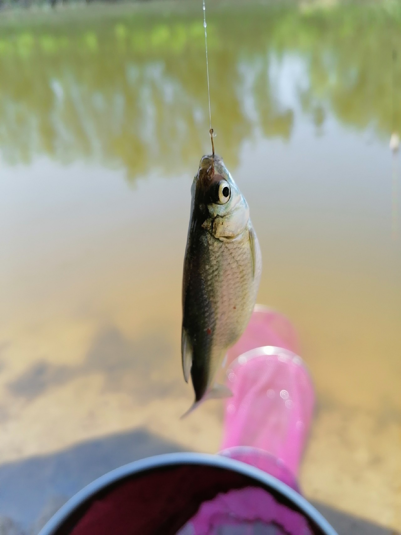 河边野钓小鲫鱼,野钓小河沟钓鲫鱼突然停口